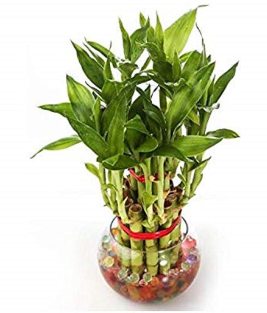     			Green plant indoor 2 Layer Lucky Bamboo Plant with pot Green Bonsai Glass - Pack of 1