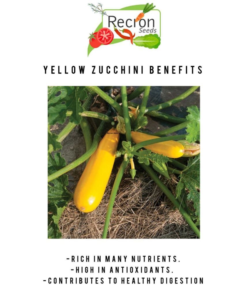 Recron Seeds Zucchini Vegetable ( 5 Seeds ) Buy Recron Seeds Zucchini Vegetable ( 5 Seeds
