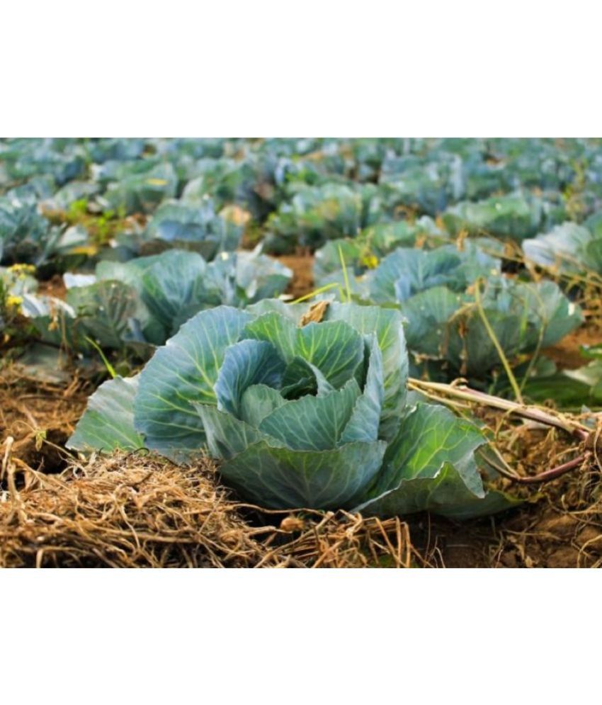     			Recron Seeds - Cabbage Vegetable ( 15 Seeds )