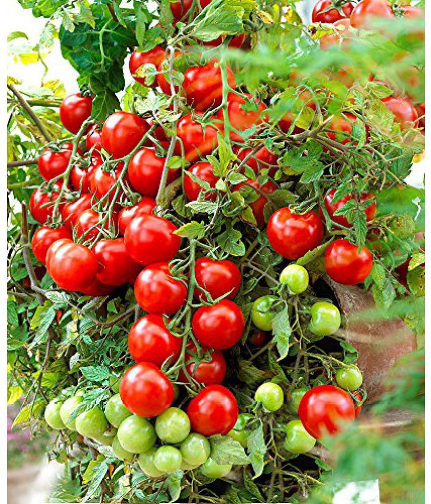     			Recron Seeds - Cherry Tomato Vegetable ( 30 Seeds )