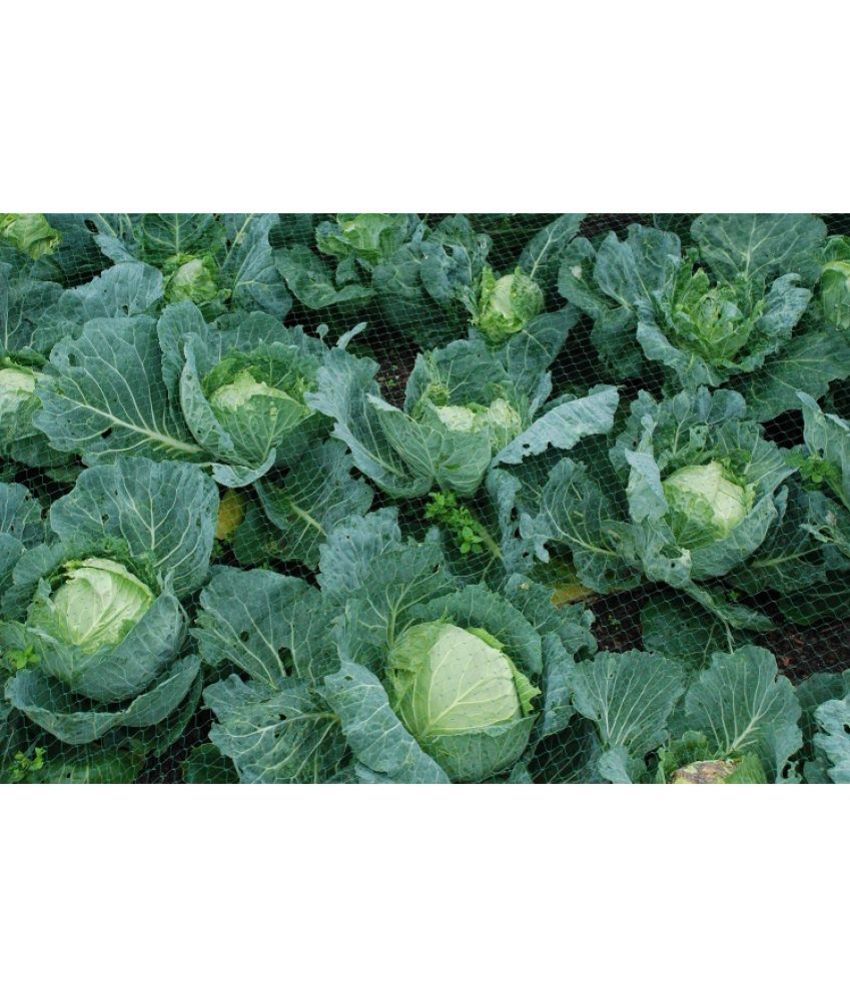     			Recron Seeds - Cabbage Vegetable ( 20 Seeds )