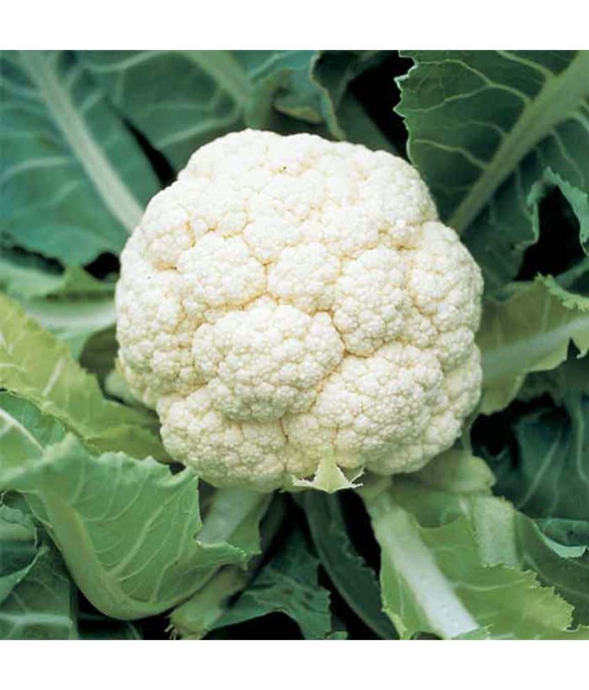     			CLASSIC GREEN EARTH - Cauliflower Vegetable ( 50 Seeds )