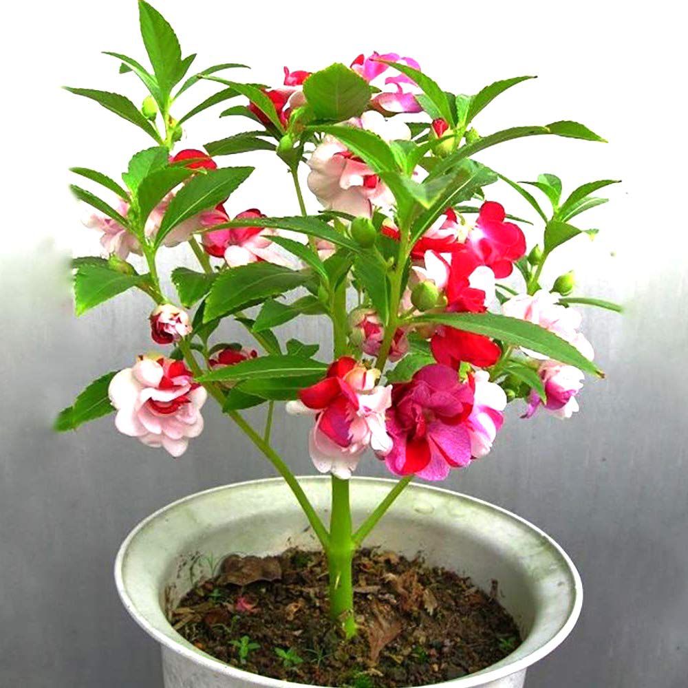     			homeagro - Balsam Mixed Flower ( 25 Seeds )