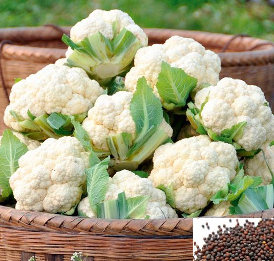     			homeagro - Cauliflower Vegetable ( 50 Seeds )