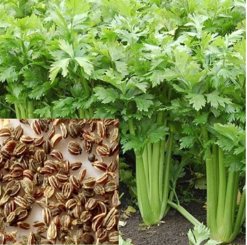     			homeagro - Celery Vegetable ( 100 Seeds )