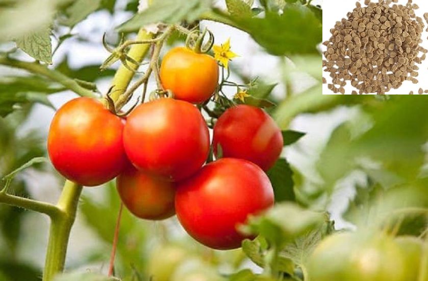     			homeagro - Cherry Tomato Vegetable ( 100 Seeds )