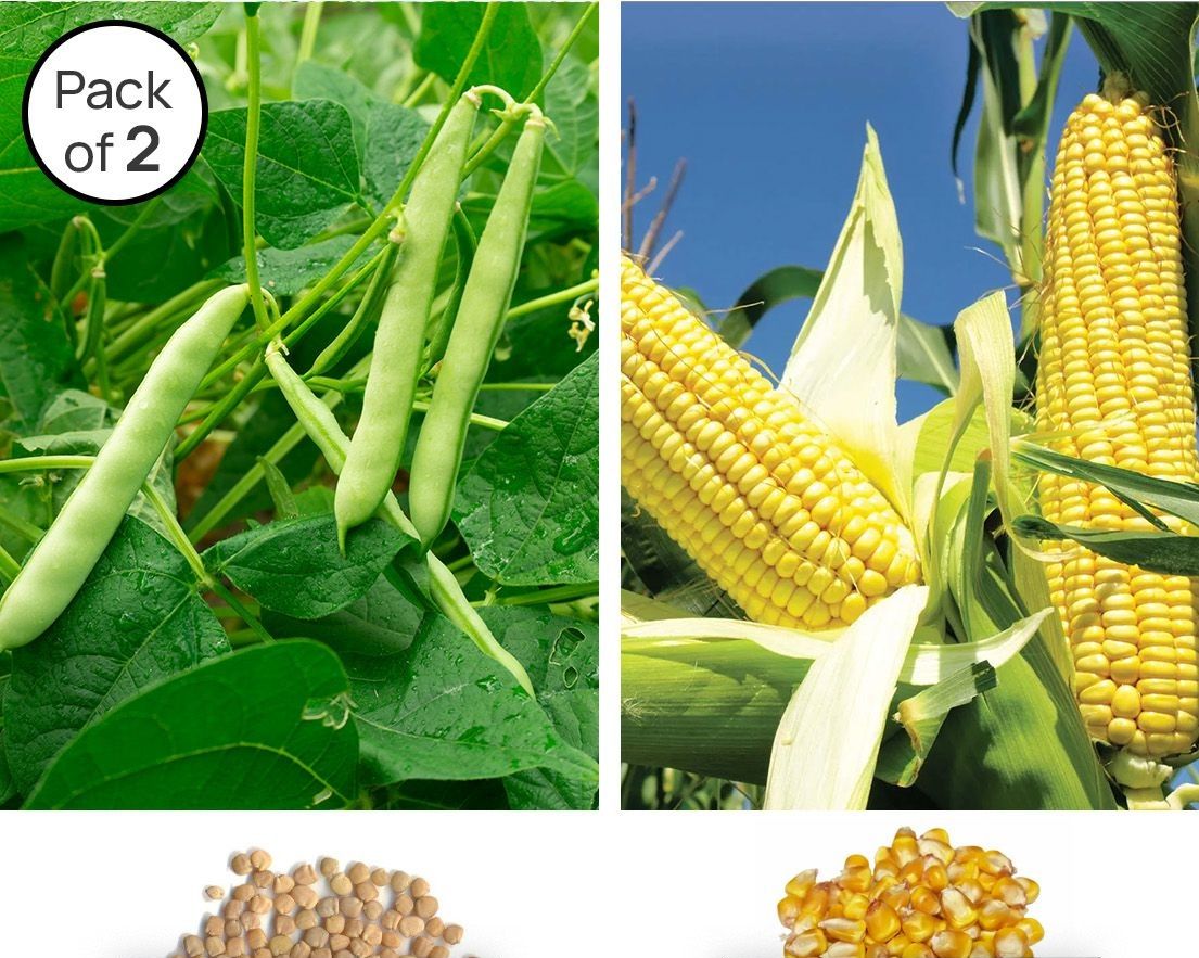     			homeagro - Guar Phali Vegetable ( 70 Seeds )