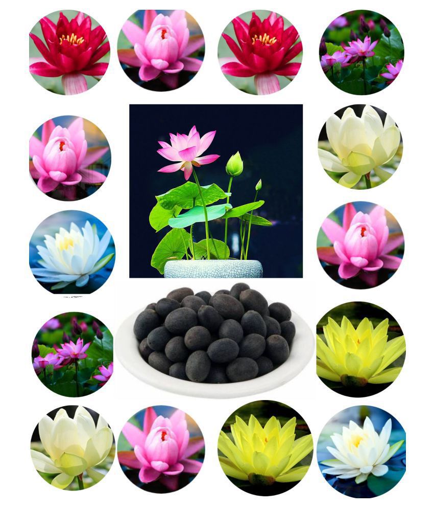     			homeagro - Lotus Flower ( 20 Seeds )