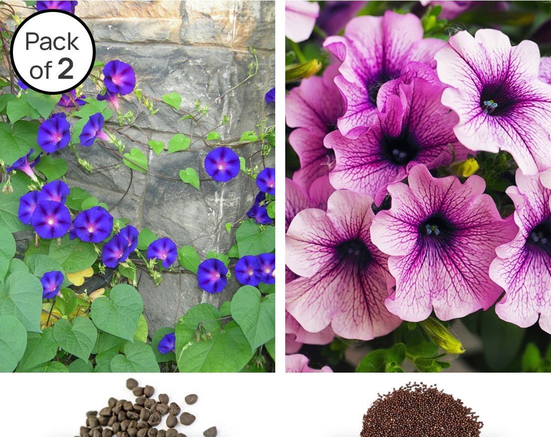     			homeagro - Petunia Mixed Flower ( 70 Seeds )