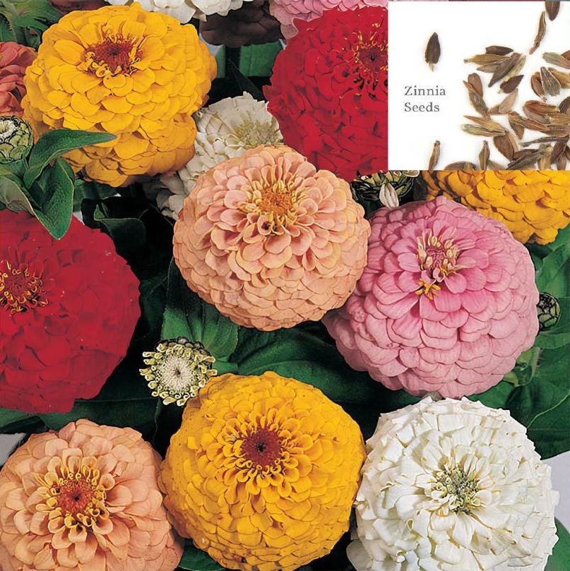     			homeagro - Zinnia Mixed Flower ( 25 Seeds )