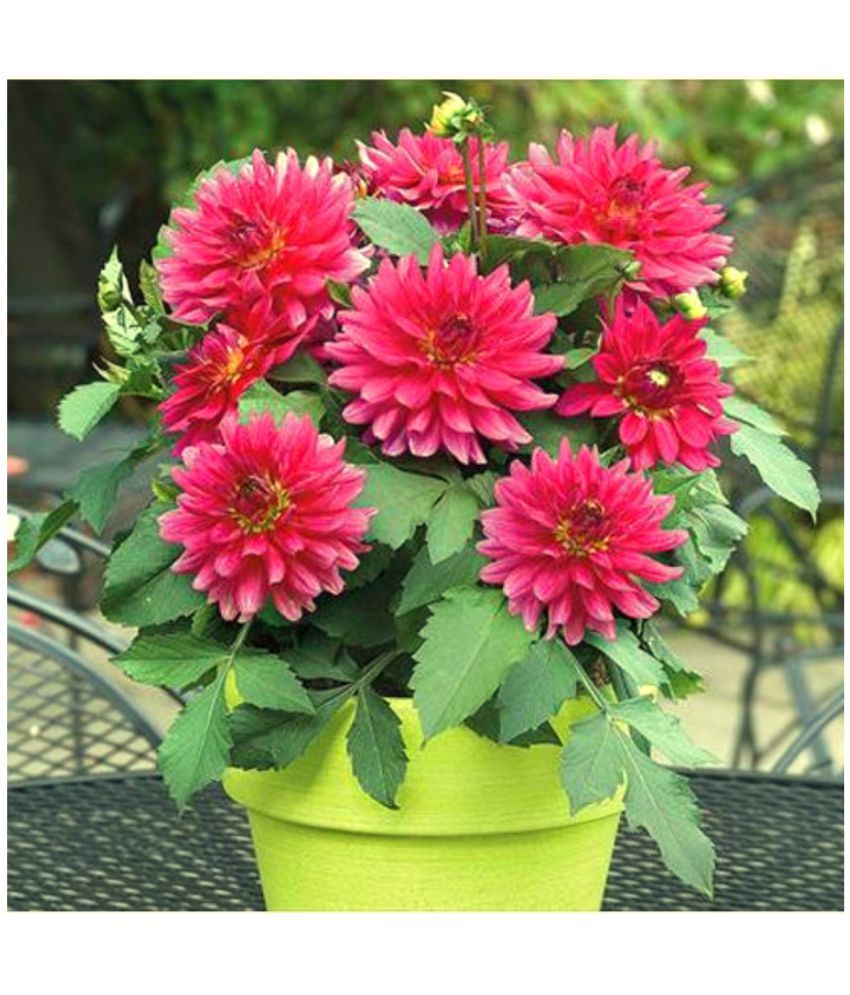     			homeagro - Dahlia Mixed Flower ( 25 Seeds )