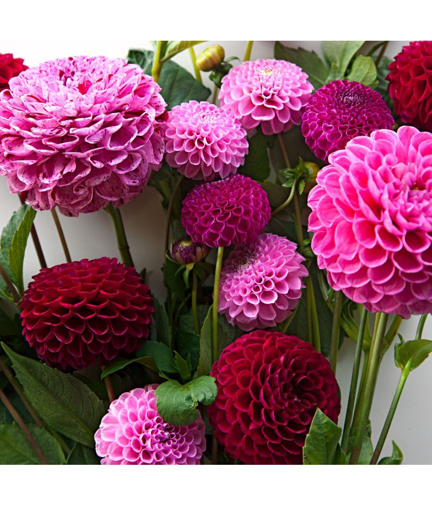     			homeagro - Dahlia Mixed Flower ( 25 Seeds )