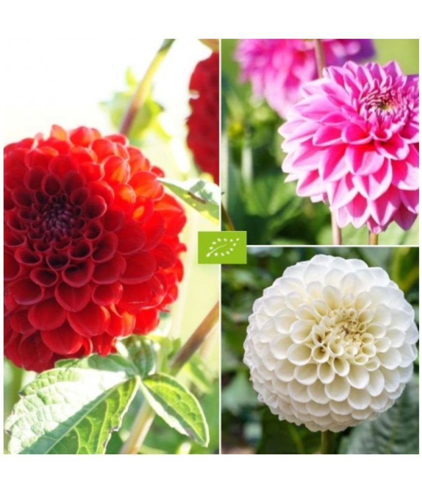     			homeagro - Dahlia Mixed Flower ( 25 Seeds )