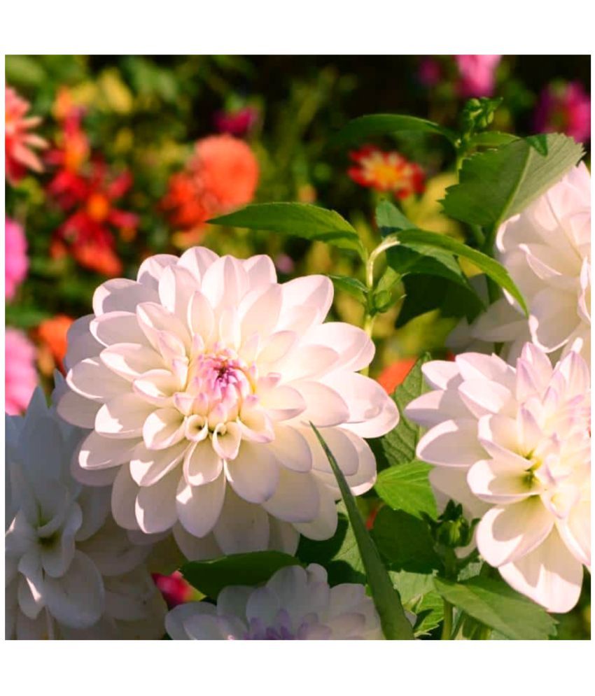     			HN organic seed - Dahlia Mixed Flower ( 25 Seeds )