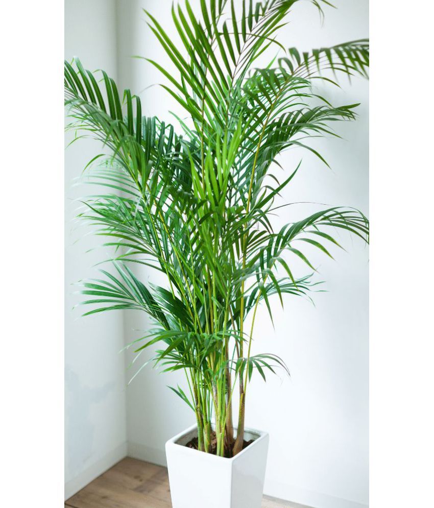     			homeagro - Areca palm Plant ( 5 Seeds )