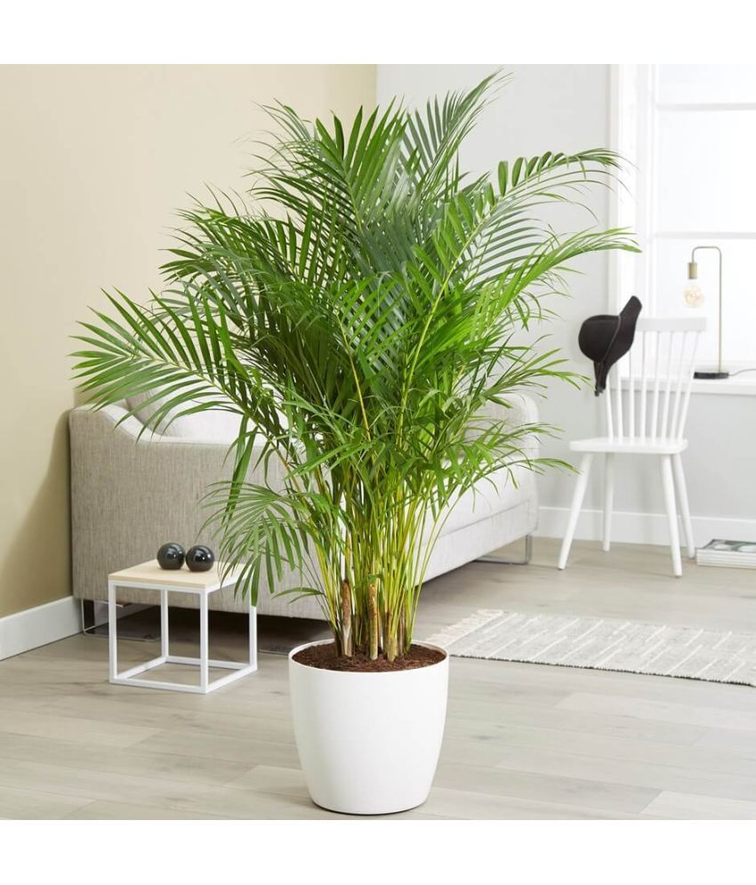     			homeagro - Areca palm Plant ( 5 Seeds )