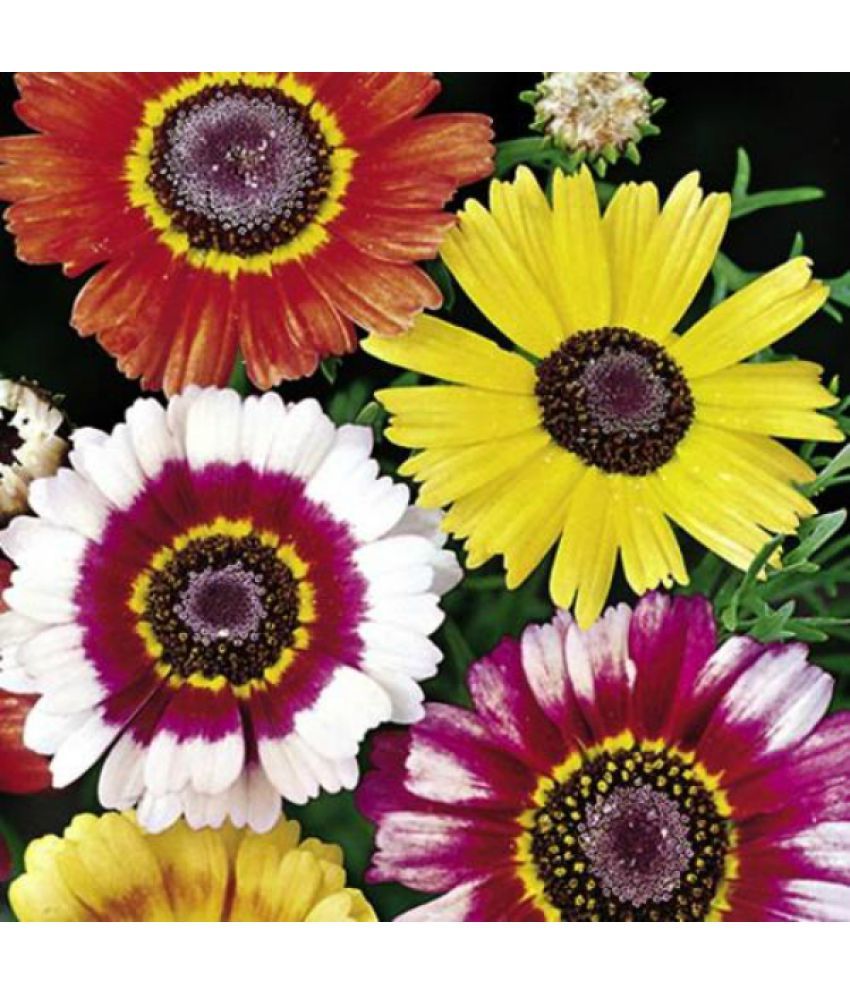     			homeagro - Chrysanthemum Flower ( 50 Seeds )