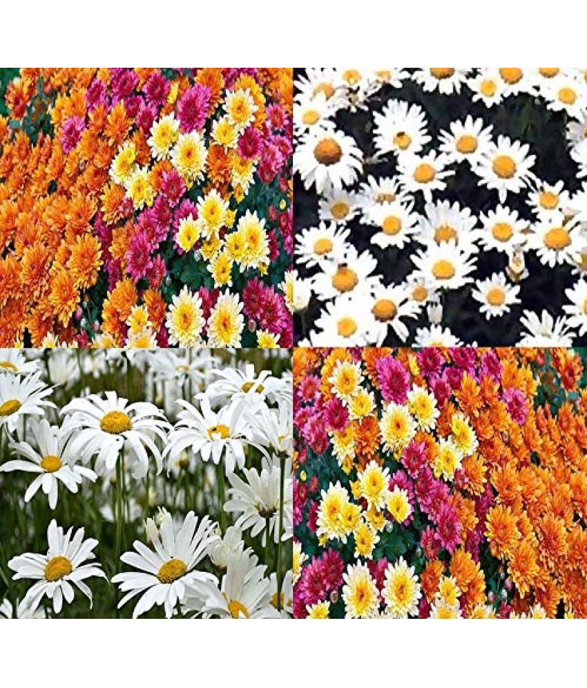     			homeagro - Chrysanthemum Flower ( 50 Seeds )