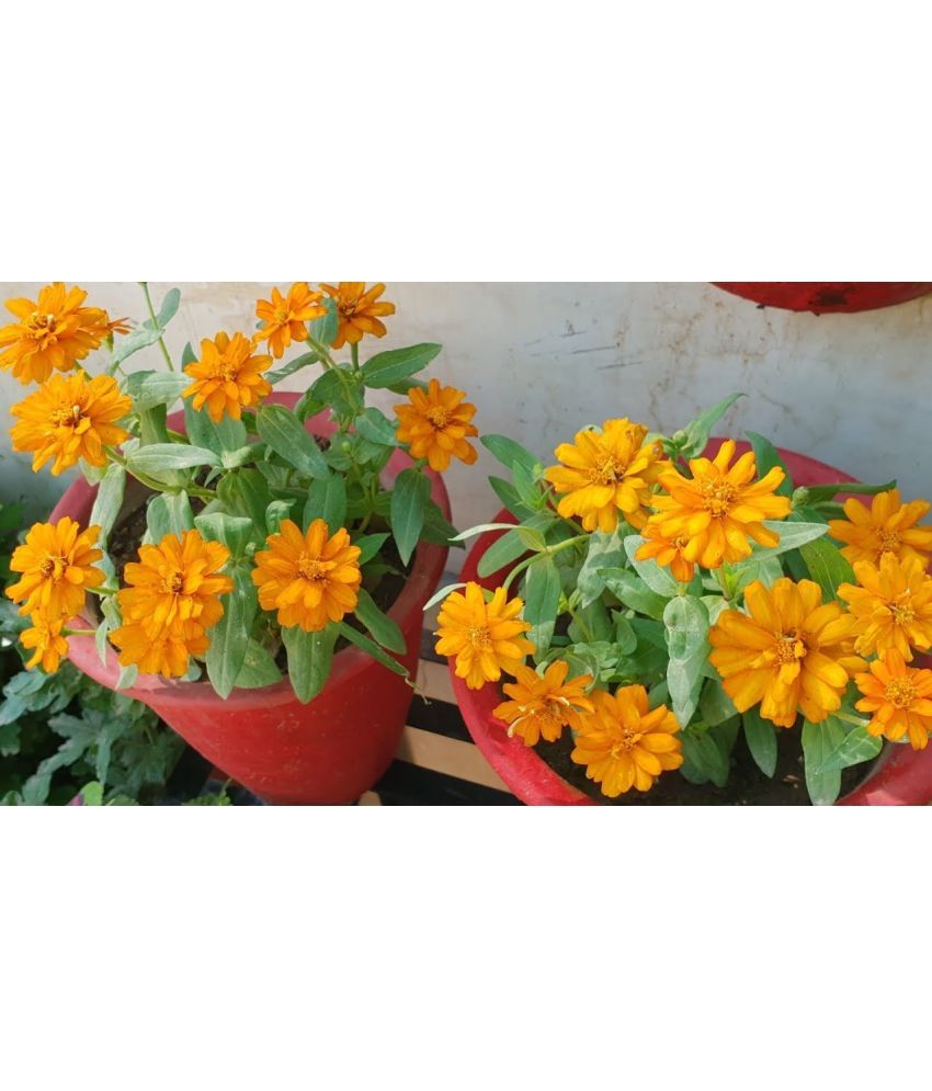     			homeagro - Zinnia Mixed Flower ( 20 Seeds )