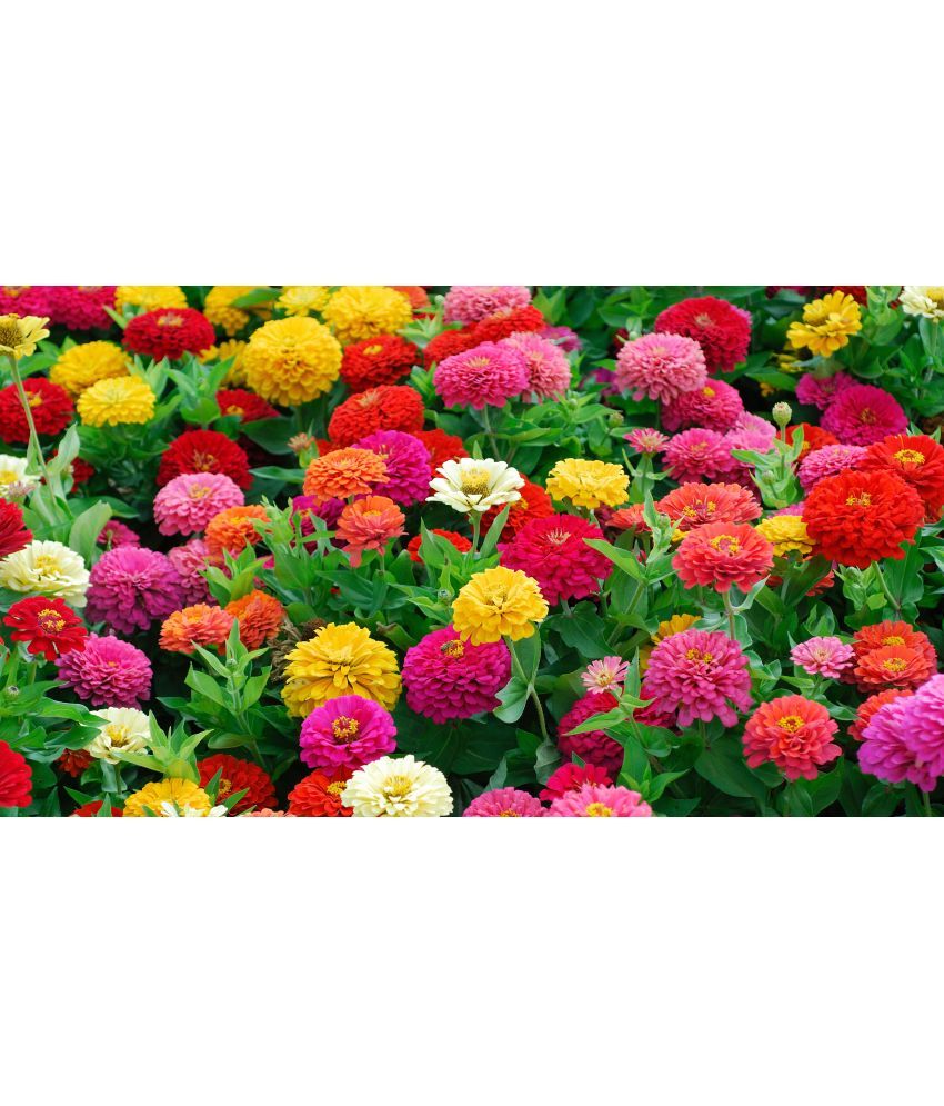     			homeagro - Zinnia Mixed Flower ( 20 Seeds )