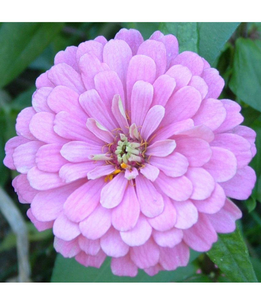     			homeagro - Zinnia Mixed Flower ( 20 Seeds )