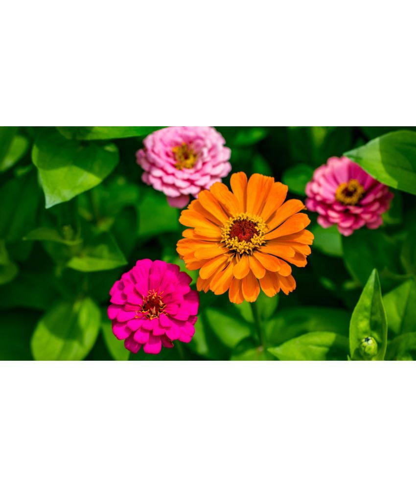     			homeagro - Zinnia Mixed Flower ( 20 Seeds )