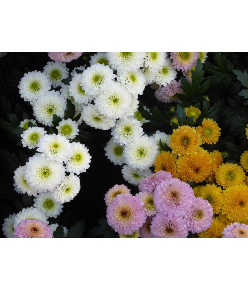     			HN organic seed - Chrysanthemum Flower ( 50 Seeds )