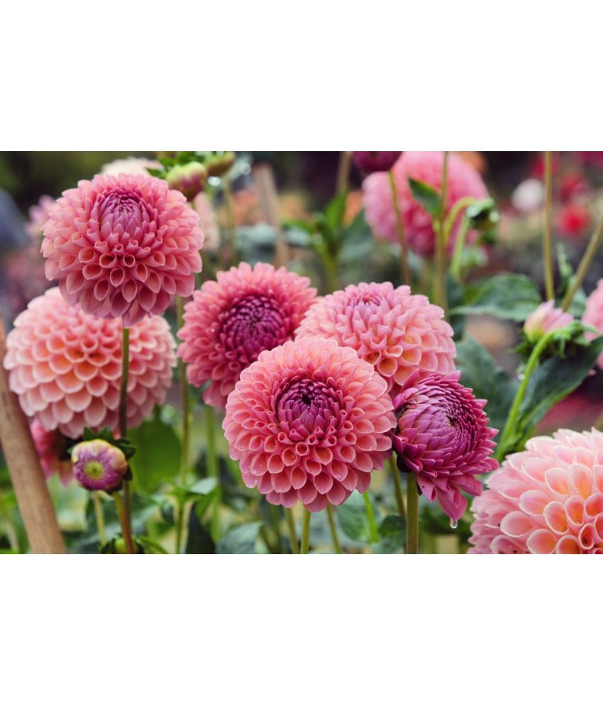     			HN organic seed - Dahlia Flower ( 25 Seeds )