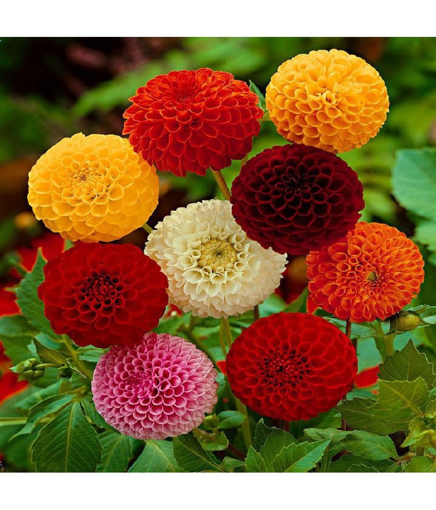     			HN organic seed - Dahlia Mixed Flower ( 25 Seeds )