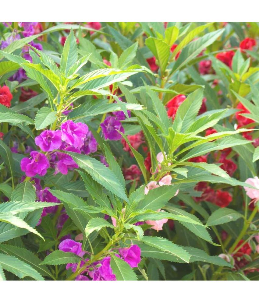     			homeagro - Balsam Mixed Flower ( 20 Seeds )