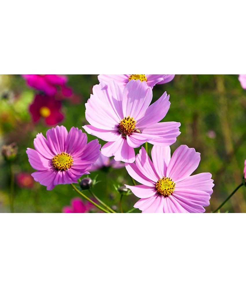     			homeagro - Cosmos Mixed Flower ( 20 Seeds )