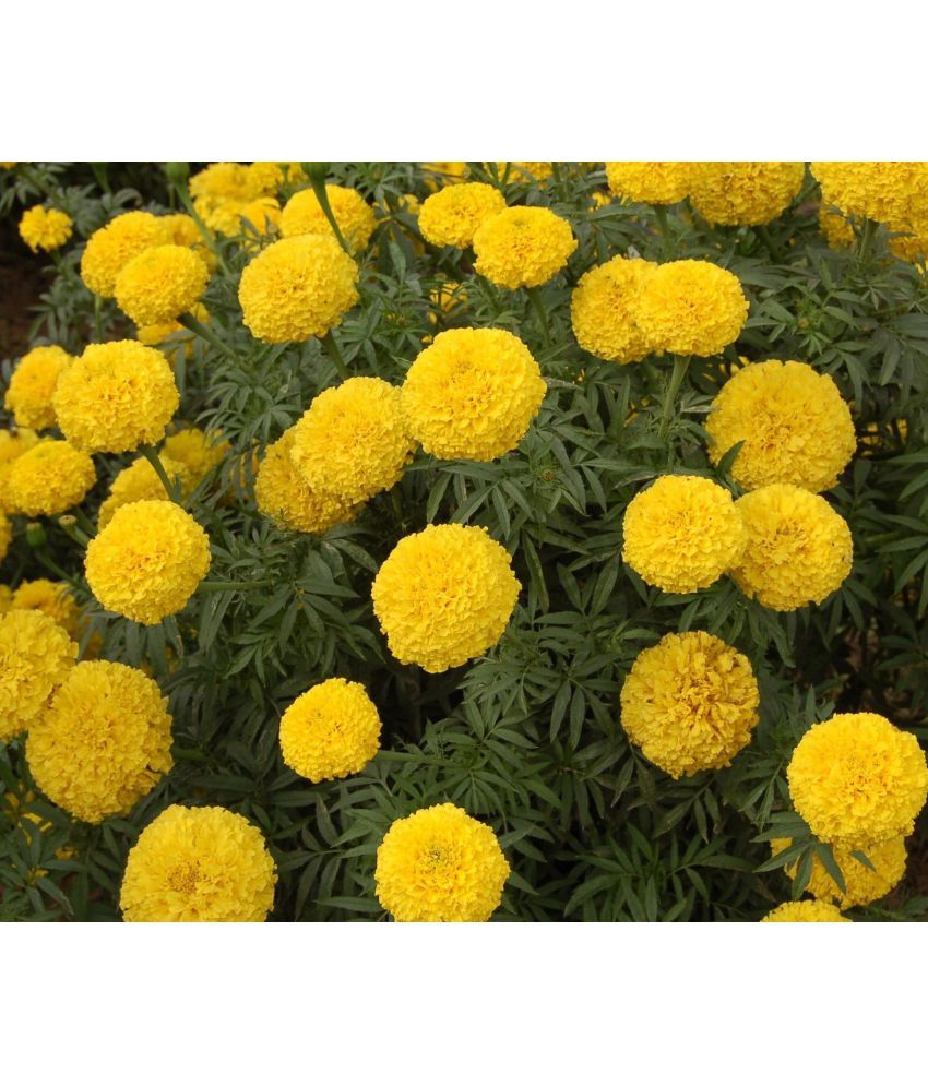     			homeagro - Marigold Flower ( 50 Seeds )