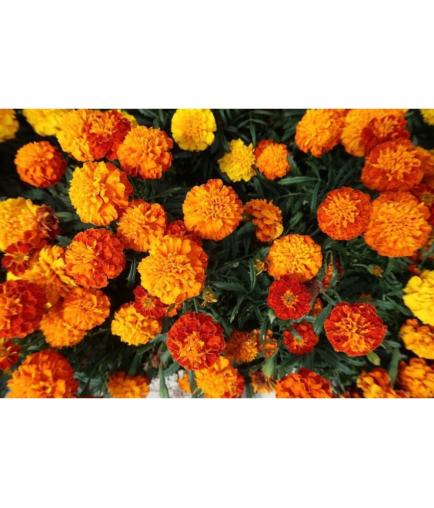     			homeagro - Marigold Flower ( 50 Seeds )