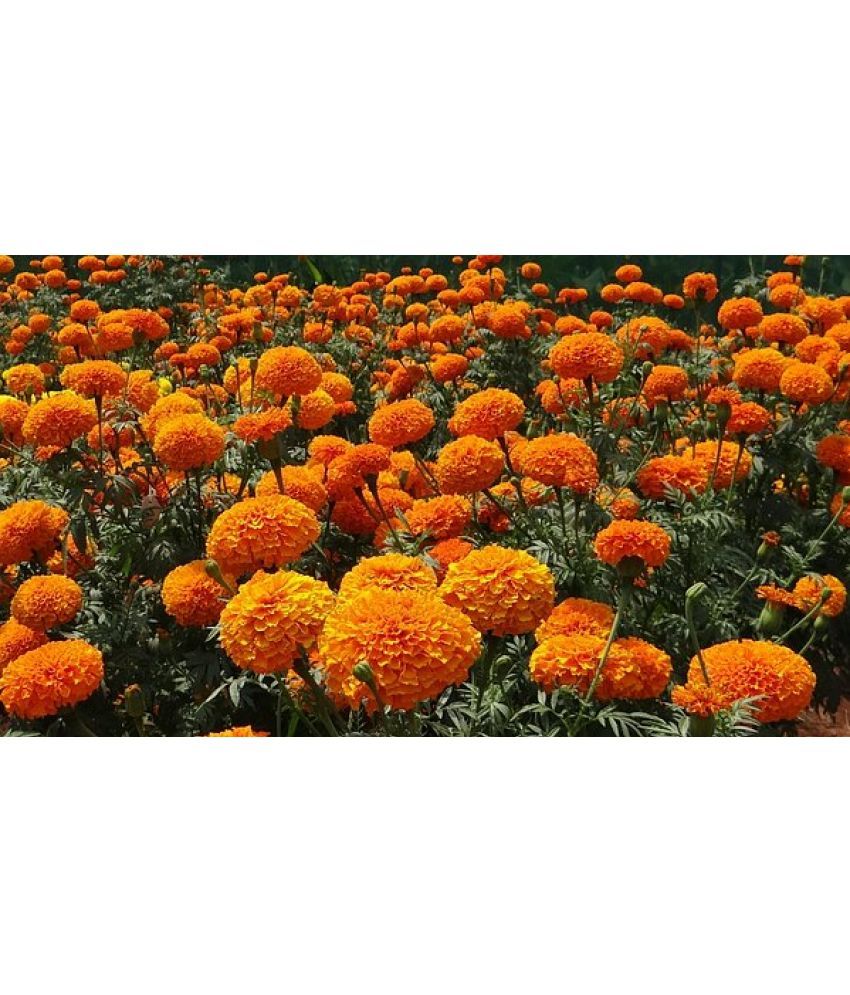     			homeagro - Marigold Flower ( 50 Seeds )