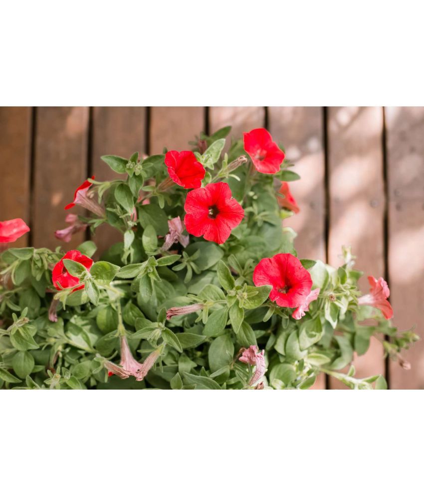     			homeagro - Petunia Mixed Flower ( 50 Seeds )