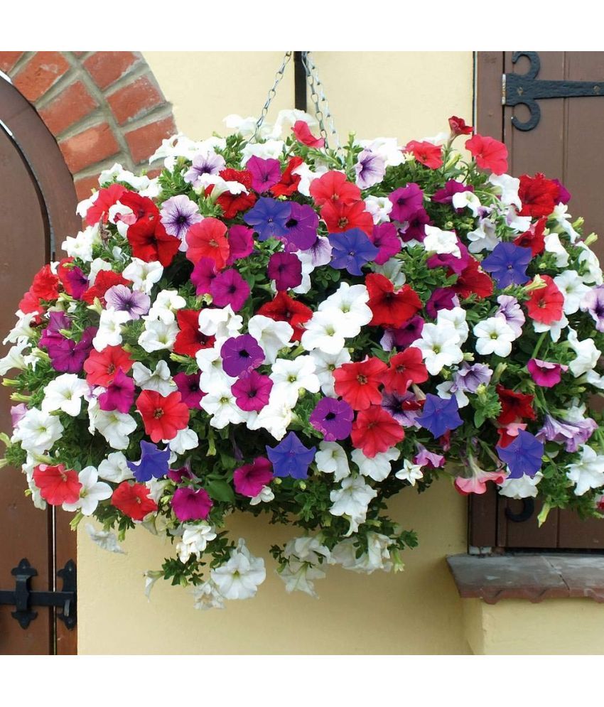     			homeagro - Petunia Mixed Flower ( 50 Seeds )