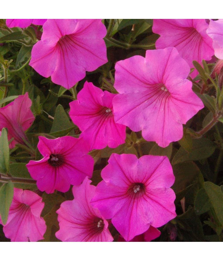     			homeagro - Petunia Mixed Flower ( 50 Seeds )