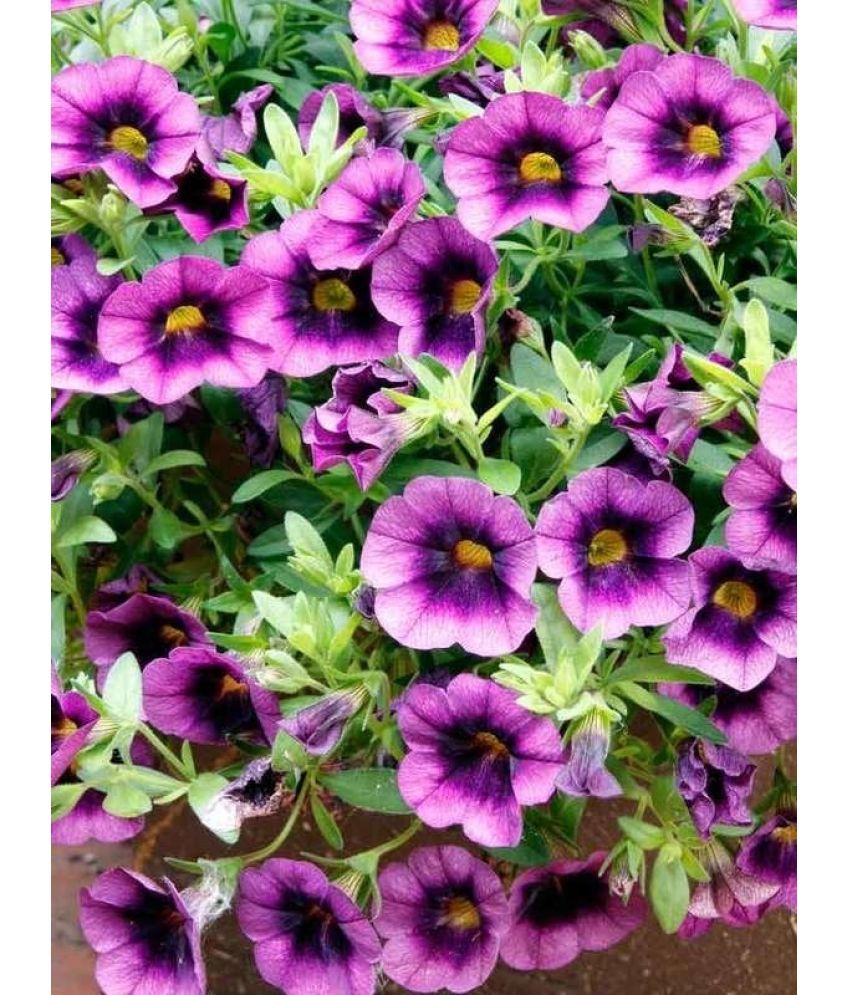     			homeagro - Petunia Mixed Flower ( 50 Seeds )