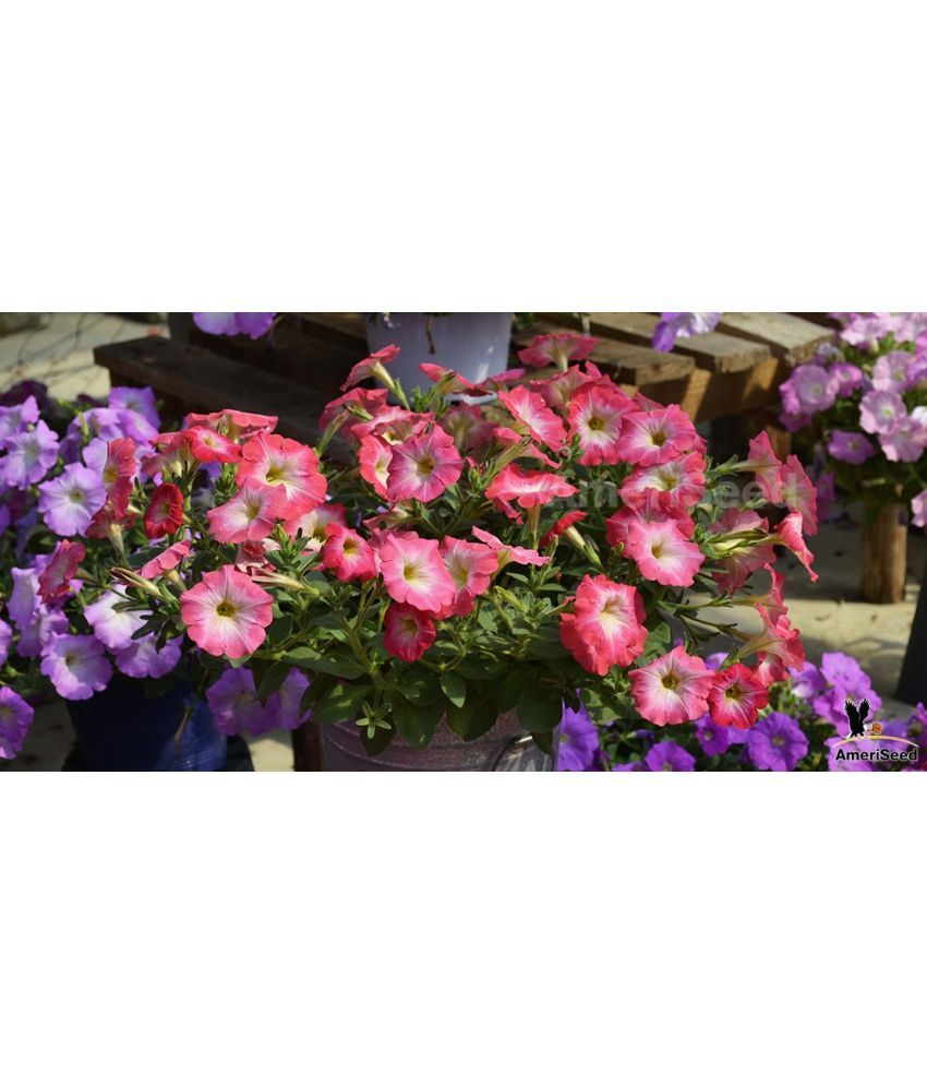     			homeagro - Petunia Mixed Flower ( 50 Seeds )