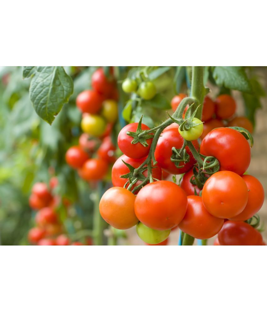     			homeagro - Tomato Vegetable ( 100 Seeds )