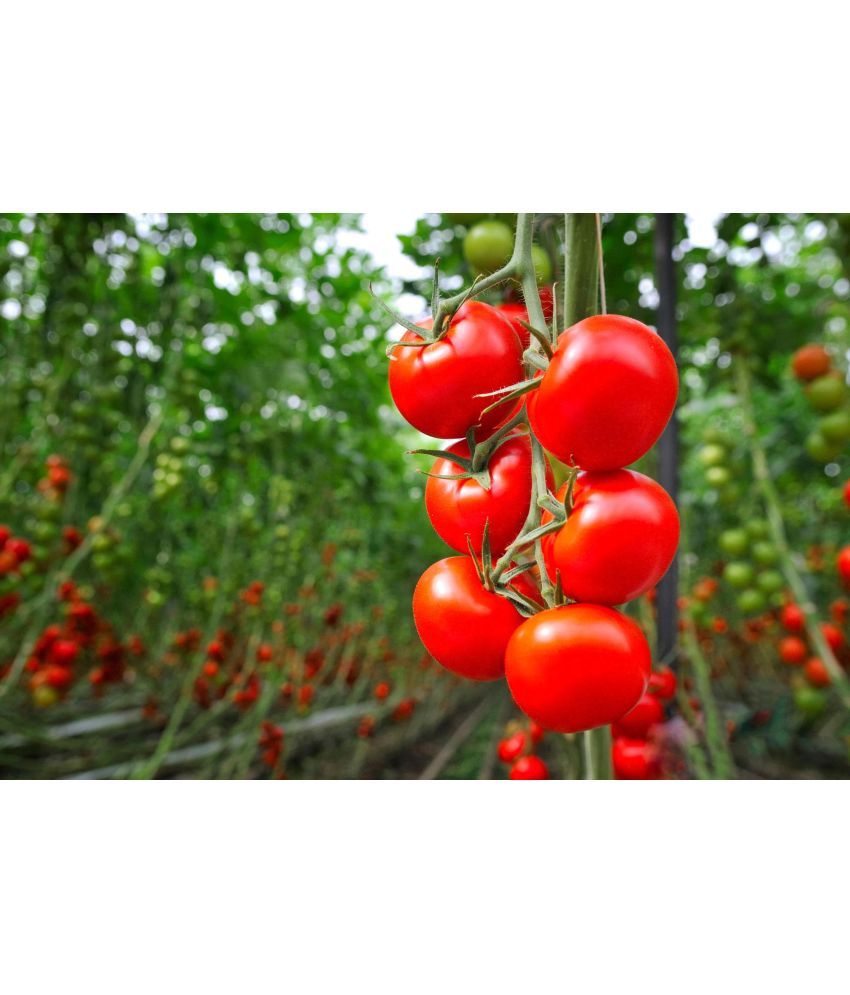     			homeagro - Tomato Vegetable ( 100 Seeds )