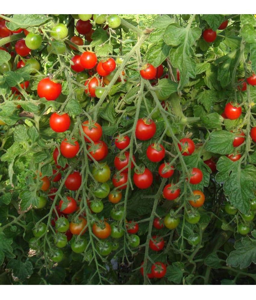     			homeagro - Tomato Vegetable ( 100 Seeds )