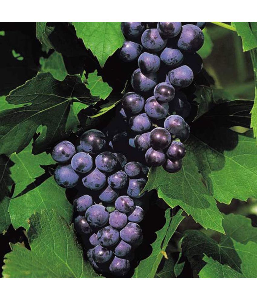     			homeagro - Black Grape Fruit ( 20 Seeds )
