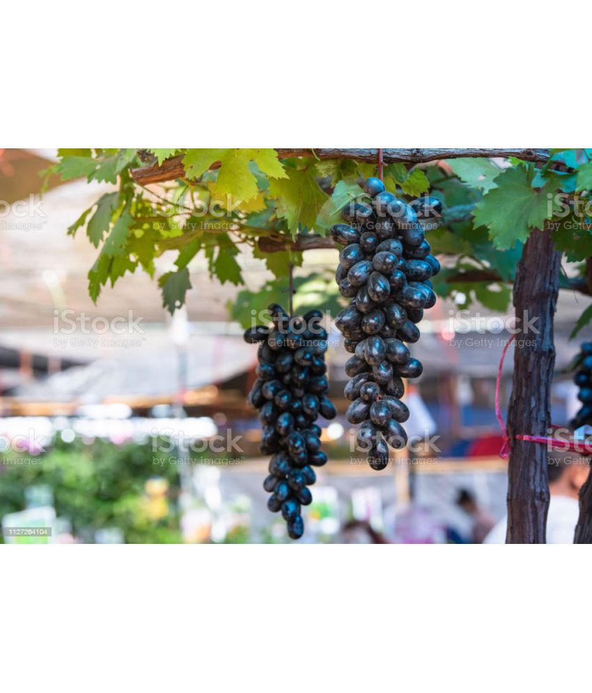     			homeagro - Black Grape Fruit ( 20 Seeds )