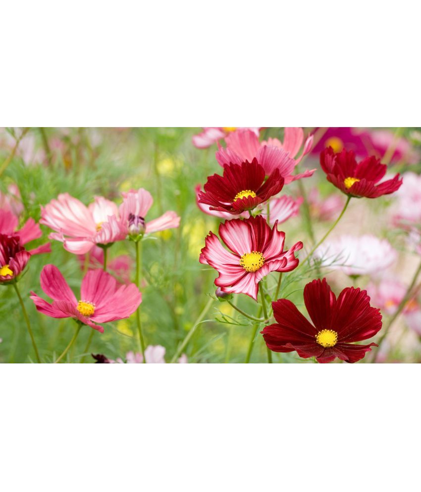     			homeagro - Cosmos Mixed Flower ( 20 Seeds )