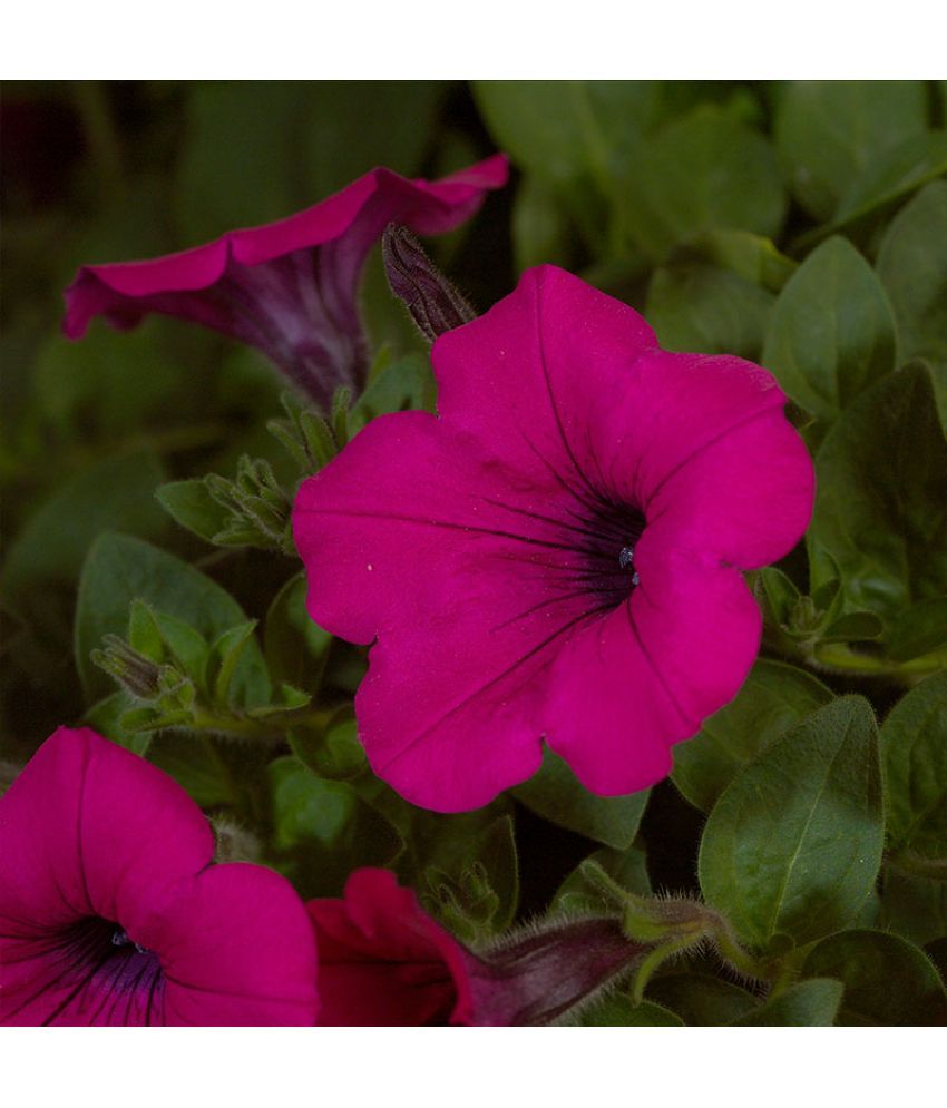     			homeagro - Petunia Mixed Flower ( 50 Seeds )