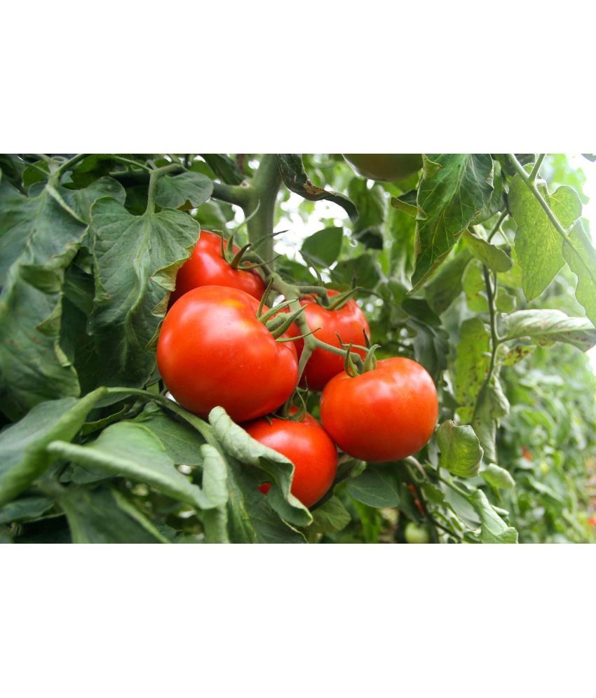     			homeagro - Tomato Vegetable ( 100 Seeds )