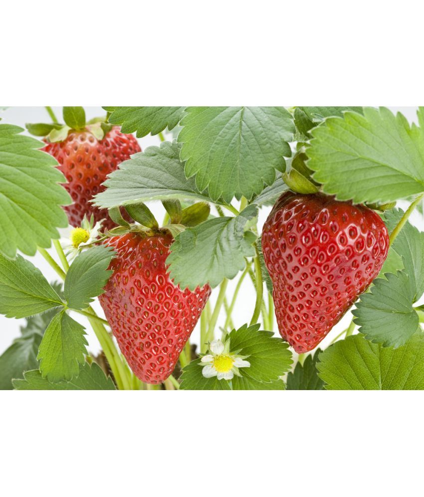     			zello - Strawberry Fruit ( 20 Seeds )