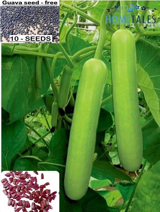     			homeagro- Bottle Gourd Vegetable Seeds (Pack of 20)