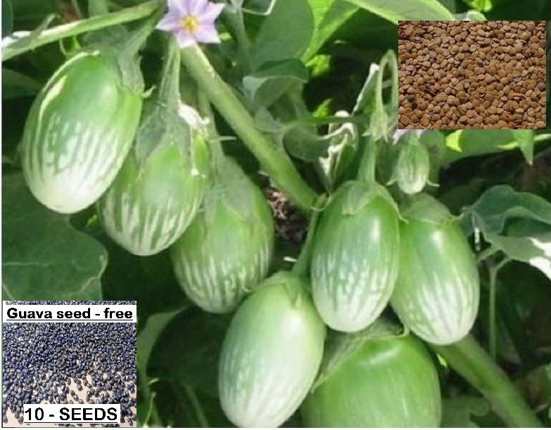     			homeagro - Brinjal Vegetable ( 50 Seeds )